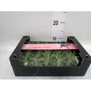 Tillandsia ionantha