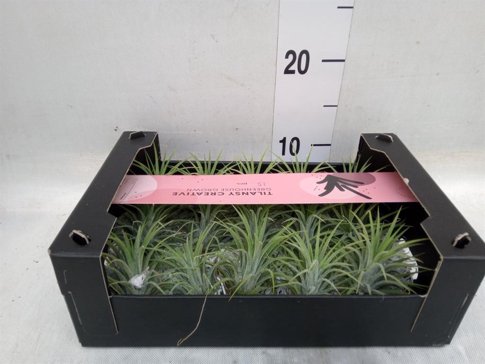 <h4>Tillandsia ionantha</h4>