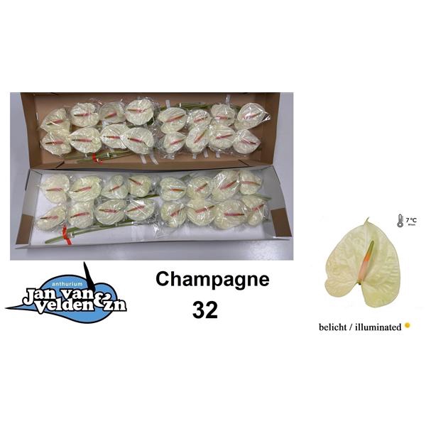 <h4>Anth A Champagne 11 cm X32 Jan van Velden</h4>