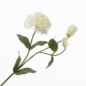 Lisianthus White FL440373WHI