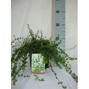 Euonymus fortunei 'Minimus'