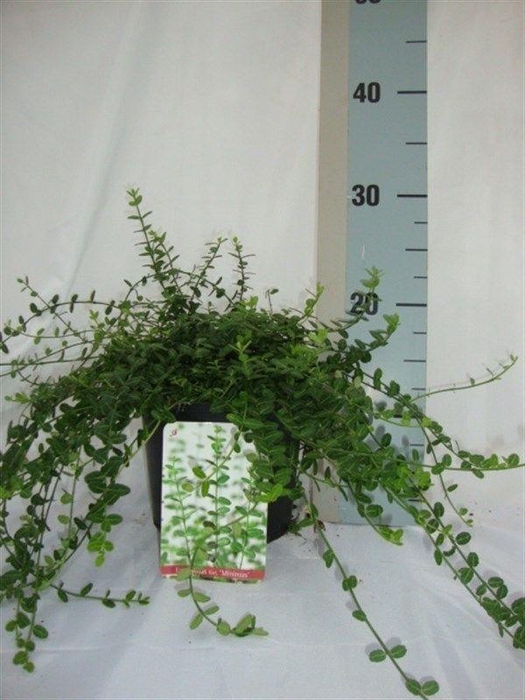 <h4>Euonymus fortunei 'Minimus'</h4>