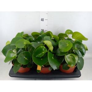 Peperomia polybotrya 'Raindrop'