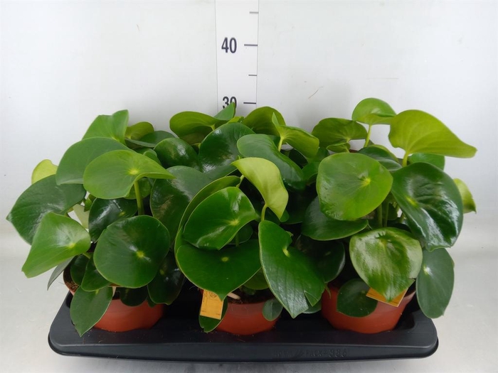 <h4>Peperomia polybotrya 'Raindrop'</h4>
