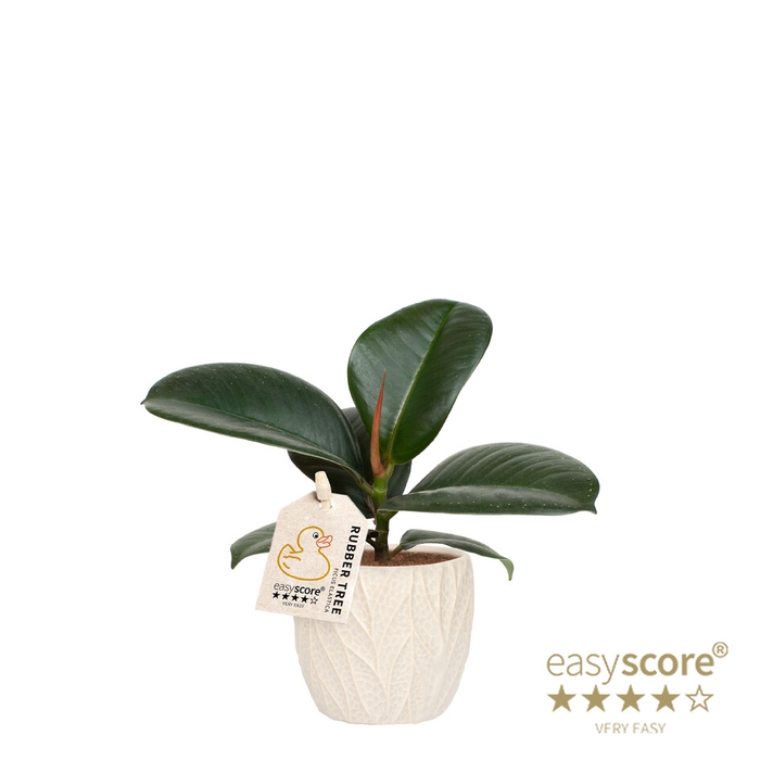 FICUS ELASTICA P7