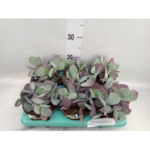 Cotyledon pendens