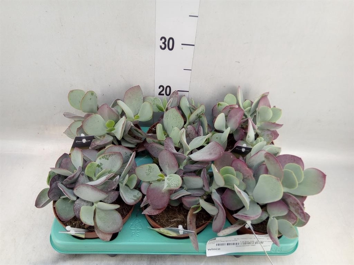 <h4>Cotyledon pendens</h4>