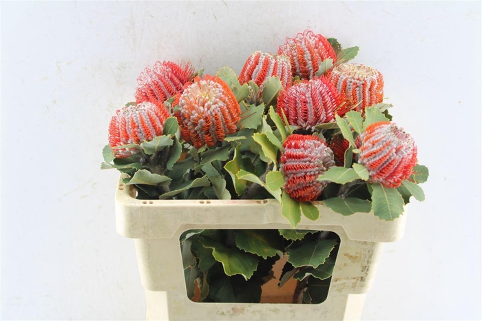 <h4>Banksia Coccinea</h4>