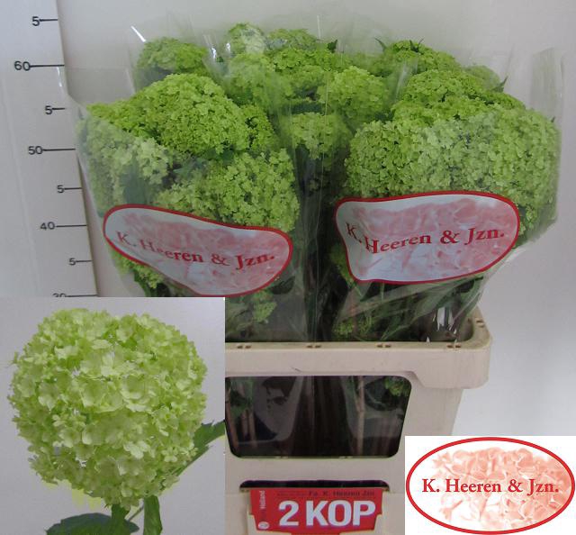 <h4>VIBURNUM ROSEUM ST</h4>