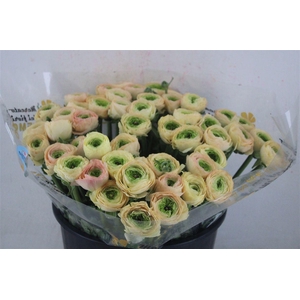 Ran Cloni Sup Touareg Pastel