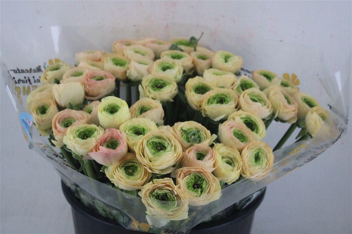 <h4>Ran Cloni Sup Touareg Pastel</h4>