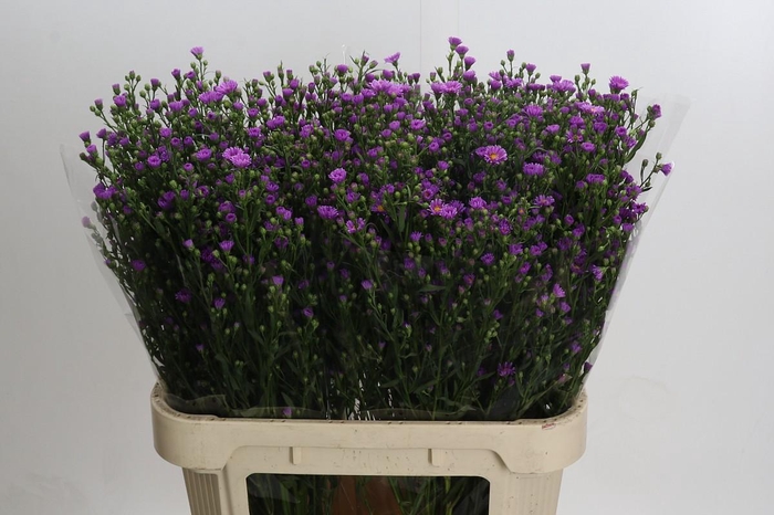 <h4>Aster Casarosa</h4>