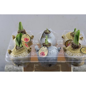 Bloembol Hippea Trui Gd/zilver