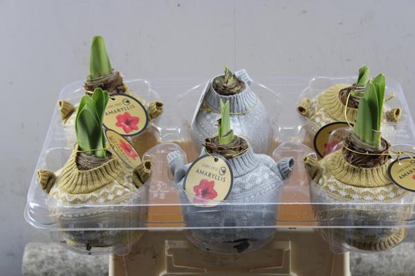 <h4>Bloembol Hippea Trui Gd/zilver</h4>