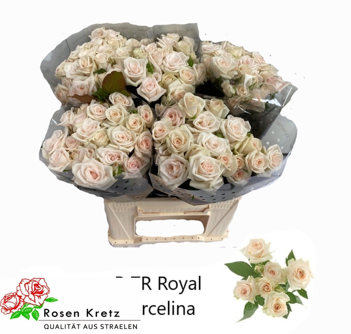 R TR ROYAL PORCELINA