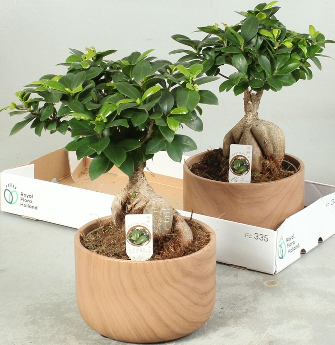 <h4>FIC MI GINSENG</h4>