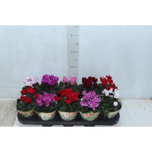 CYCLAMEN MINI P11