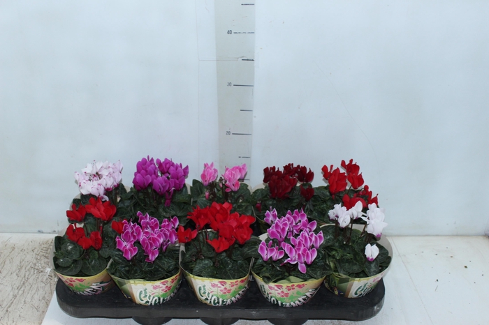 CYCLAMEN MINI P11