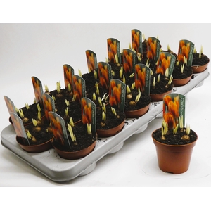 Crocus orange monarch