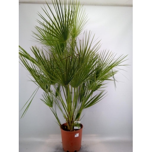 Chamaerops humilis