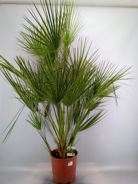<h4>Chamaerops humilis</h4>