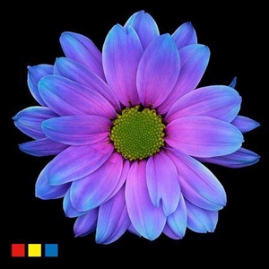 Chr T Kennedy Slush Puppy