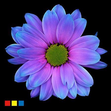 <h4>Chr T Kennedy Slush Puppy</h4>