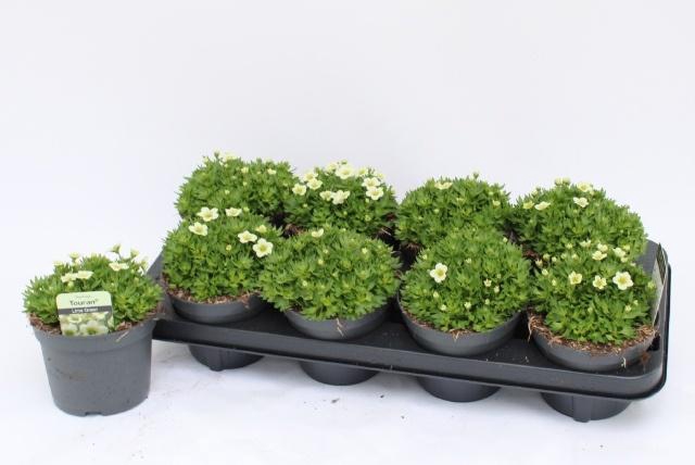 <h4>SAXIF AR ALP WHITE</h4>