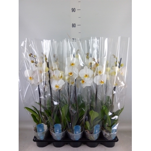 Phalaenopsis   ...white