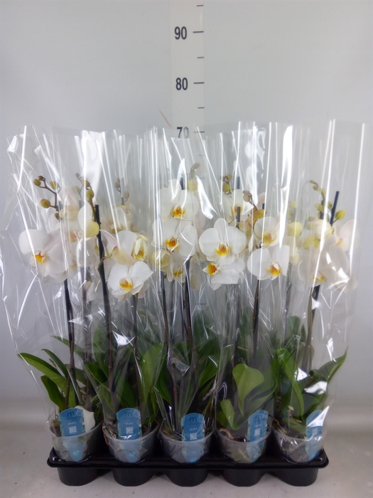<h4>Phalaenopsis   ...white</h4>