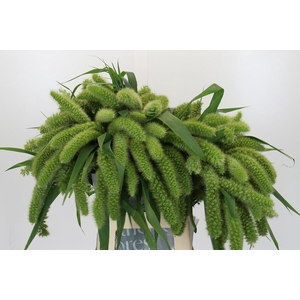 Setaria Italica Volle Melk