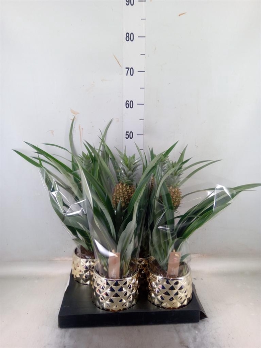 <h4>Ananas 'Mi Amigo'</h4>