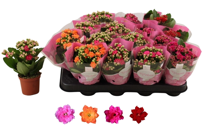 <h4>KAL GE RO GEM 4 KL</h4>