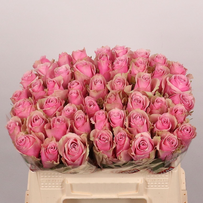 <h4>R GR ATHENA ROYALE</h4>