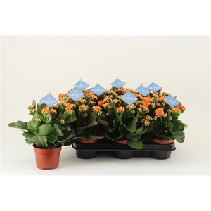 Kalanchoe Garden, Orange