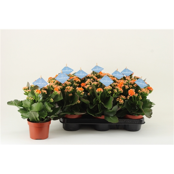 <h4>Kalanchoe Garden, Orange</h4>