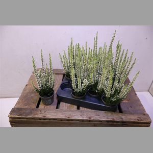 Callu Bl Verenka