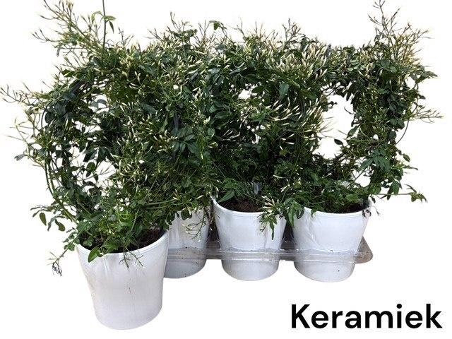 <h4>JASM POLYANTHUM WIT</h4>