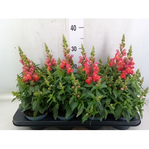 Antirrhinum majus   ...