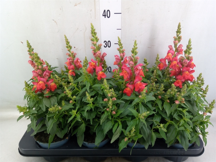 <h4>Antirrhinum majus   ...</h4>