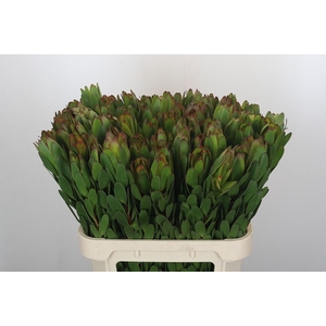 Leucadendron Goldstrike