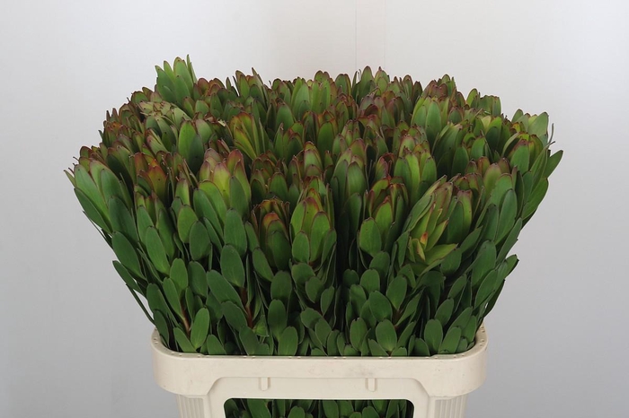 <h4>Leucadendron Goldstrike</h4>