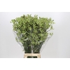 Anigozanthos Green