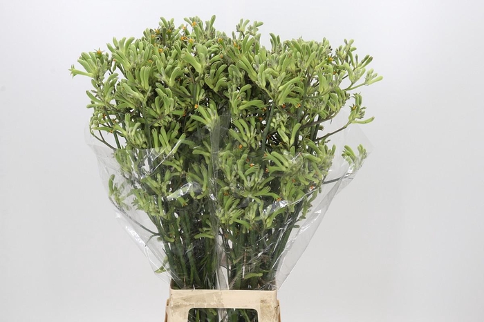 <h4>Anigozanthos green</h4>