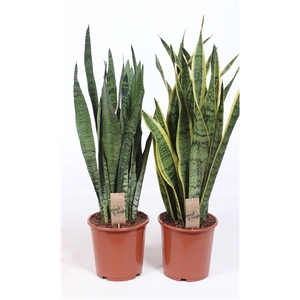 Sansevieria mix