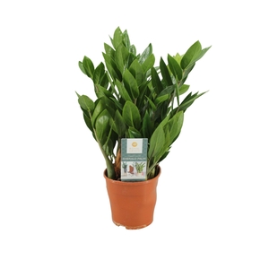 Zamioculcas zamiifolia