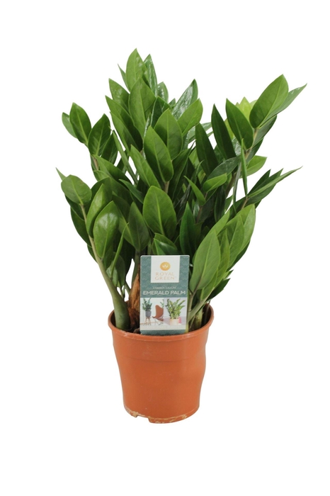 <h4>Zamioculcas zamiifolia</h4>