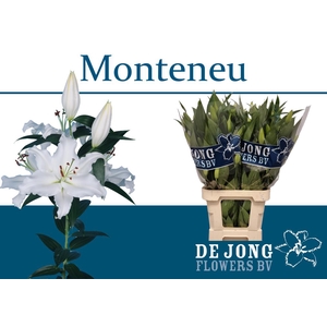 LI OR MONTENEU