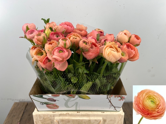 <h4>RAN EL SALMON</h4>