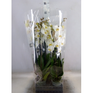 Phalaenopsis   ...white